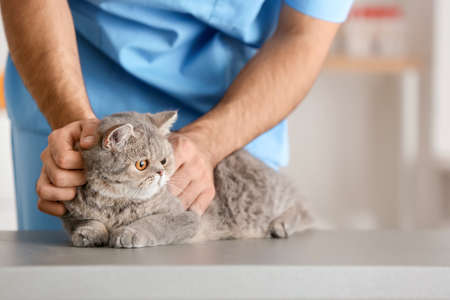 Veterinarian examining cute cat in clinic, closeupの写真素材