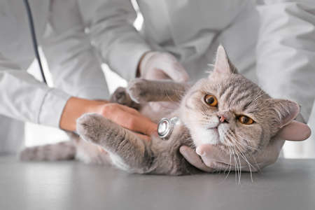 Veterinarians examining cute cat in clinic, closeup