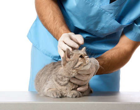 Veterinarian examining cute cat on white background, closeupの写真素材