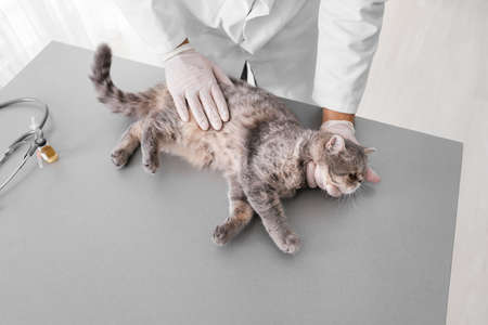 Veterinarian examining cute cat in clinic