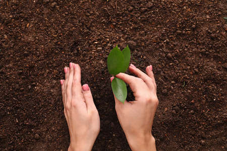 Woman planting green seedling, top viewの写真素材