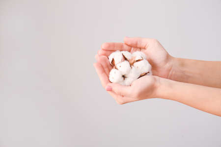 Female hands with beautiful cotton flowers on gray backgroundの写真素材