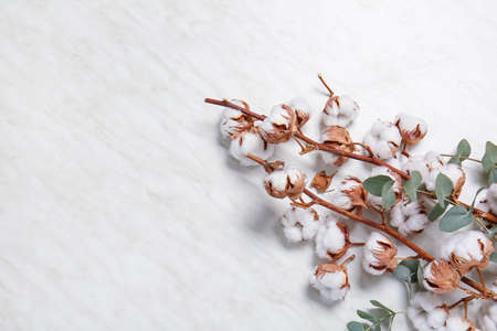 Beautiful cotton flowers with eucalyptus leaves on white backgroundの写真素材
