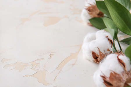 Beautiful cotton flowers with green branches on white background