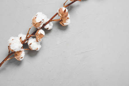 Beautiful cotton flowers on gray backgroundの写真素材