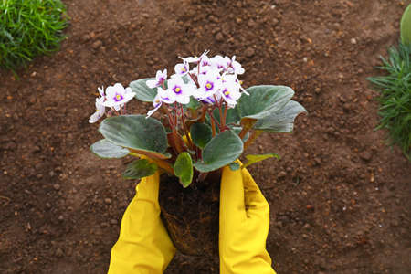 Hands in gloves and with houseplant, top viewの写真素材
