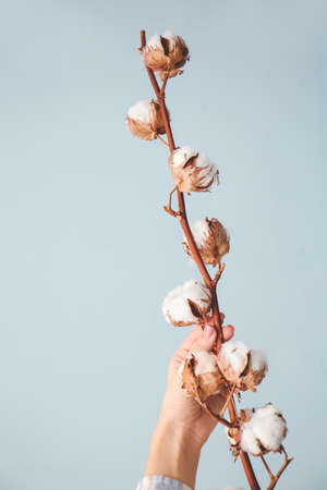 Female hand with beautiful cotton flowers on color background