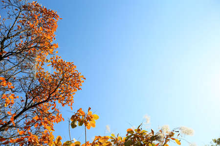Beautiful trees on autumn dayの写真素材