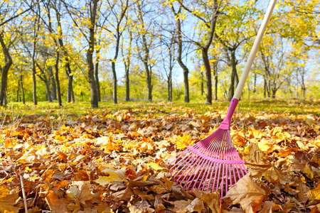 Cleaning of autumn leaves in parkの写真素材