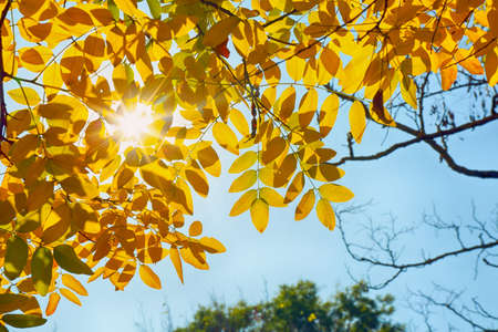 Branches of tree with yellow leaves on autumn dayの写真素材