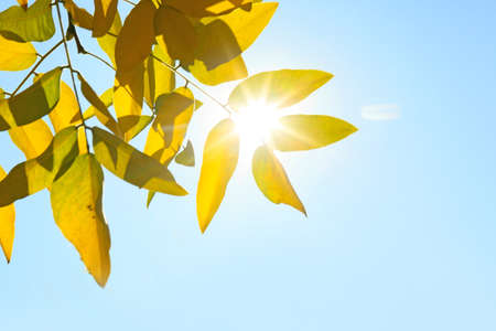 Branches of tree with yellow leaves on autumn day