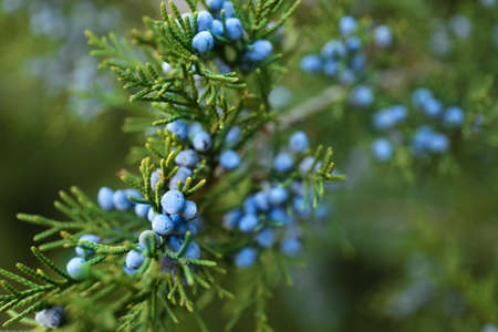 Branch of coniferous plant, closeupの写真素材