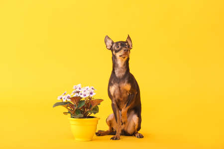 Cute toy terrier dog with houseplant on color backgroundの写真素材
