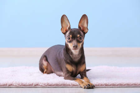 Cute toy terrier dog lying on carpet indoorsの写真素材