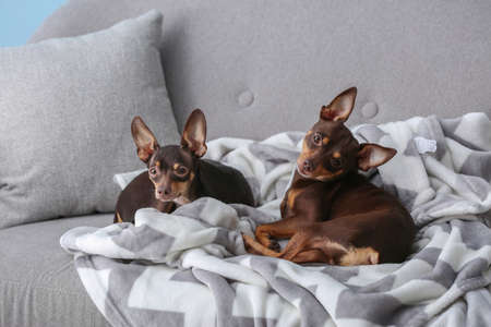 Cute toy terrier dogs lying on sofa
