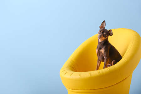 Cute toy terrier dog in armchair on color backgroundの写真素材