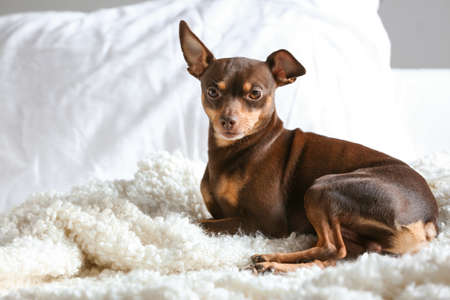 Cute toy terrier dog lying on bedの写真素材