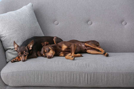Cute toy terrier dogs lying on sofaの写真素材