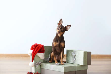 Cute toy terrier dog Christmas gifts indoorsの写真素材