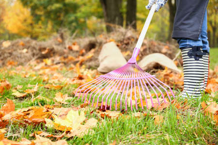 Woman cleaning up autumn leaves outdoorsの写真素材