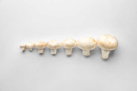 Fresh mushrooms on white backgroundの写真素材