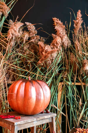 Beautiful autumn composition with pumpkin near dark wallの写真素材