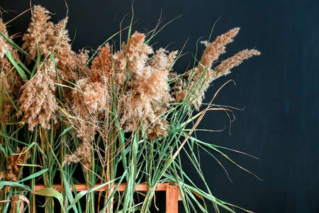 Green reed on dark backgroundの写真素材