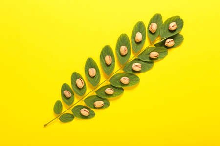 Branch with tasty pistachio nuts on color backgroundの写真素材