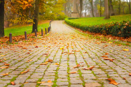 Fallen leaves on road in autumn park