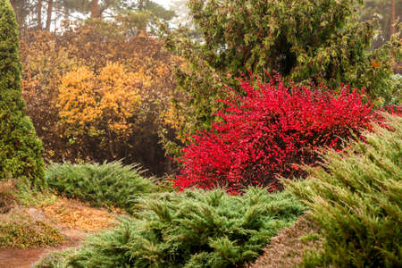 View of beautiful autumn parkの写真素材