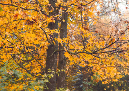 Beautiful trees in autumn parkの写真素材