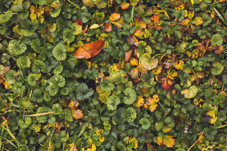 Green grass with fallen leaves, top view