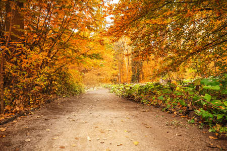 View of beautiful autumn park