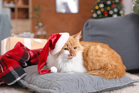 Cute cat in Santa Claus hat at homeの写真素材