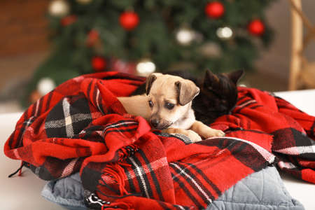 Cute kitten with puppy at home on Christmas eveの写真素材