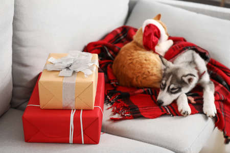 Cute cat with dog and Christmas gifts on sofa at homeの写真素材