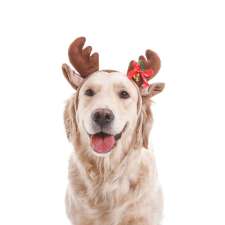 Cute funny dog with Christmas deer horns on white backgroundの写真素材