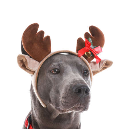 Cute dog with Christmas deer horns on white backgroundの写真素材