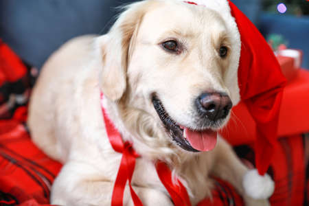 Cute dog in Santa hat lying on sofaの写真素材