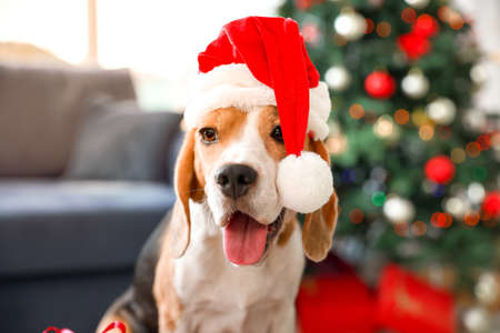Cute dog with Santa hat in room decorated for Christmasの写真素材