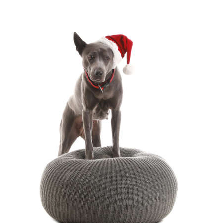 Cute dog in Santa hat on white backgroundの写真素材