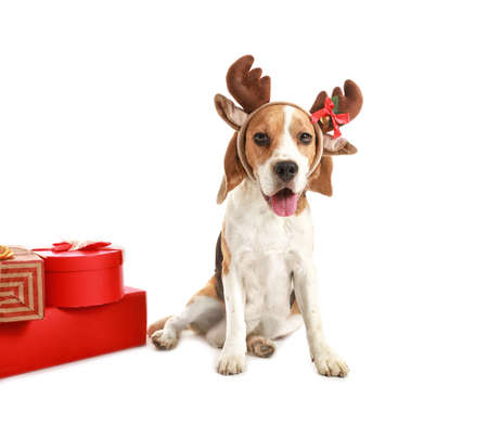 Cute dog with deer horns and Christmas gifts on white backgroundの写真素材