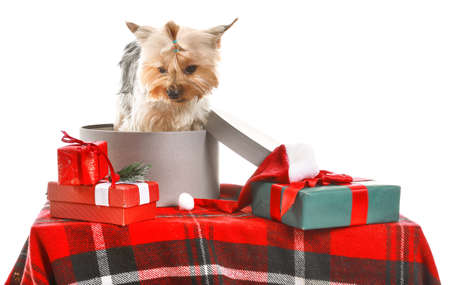 Cute dog with Christmas gifts on white backgroundの写真素材