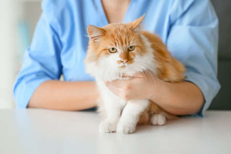 Female veterinarian examining cute cat in clinic closeup