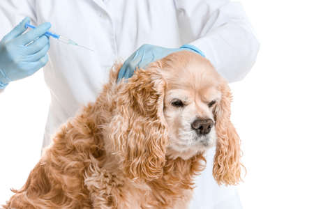 Veterinarian vaccinating cute dog against white backgroundの写真素材