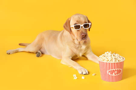 Adorable dog with bucket of popcorn and 3d glasses on color backgroundの写真素材