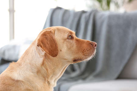 Portrait of adorable dog at homeの写真素材