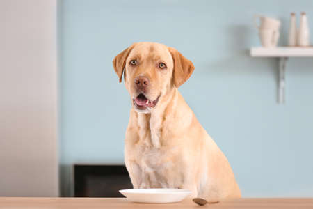 Adorable dog waiting for food in kitchenの写真素材