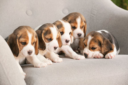 Cute beagle puppies on armchairの写真素材