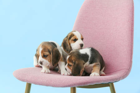 Cute beagle puppies on chair against color backgroundの写真素材